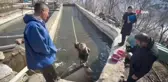 Soğuk Havada Alabalık Sağımı Van'da Gerçekleşti