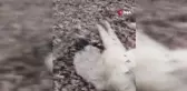 Elazığ'da Avcılar Kangal Köpeklerine Saldırdı