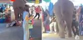 Havai fişeklerden korkan fil, beş kişiyi ezdi