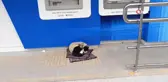 Soğuk Havada Kedi ve Köpeğin Sımsıcak Anları