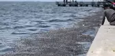 Savcılık İzmir Körfezi'ndeki kirliliğin sorumluları hakkında harekete geçti