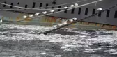 Çanakkale Boğazı'nın kabusu müsilaj 5 yıl sonra geri döndü