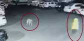 Korku filmi gibi! Canını kurtarmak için dakikalarca köpekle boğuştu