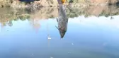 Ceyhan Nehri için 