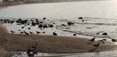 Deniz suyu 7-8 metre çekildi, akıllara Ege'deki deprem fırtınası geldi