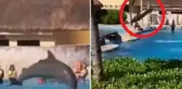 Yunus balığı, gösteri sırasında köprüye çarparak öldü