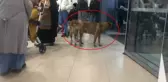 Bakanlık 81 ile yazı gönderdi: Hastanelerde sahipsiz hayvan olmayacak