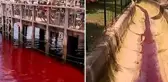Nehir aniden kırmızıya dönüştü, kimse ne olduğunu anlamadı