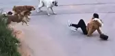 Belediyelere sahipsiz köpek başına 71 bin TL ceza kesilecek
