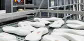Domuz derisi kullanmışlar! Türkiye'den ayakkabı devine 550 bin lira ceza