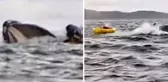 Şili'de kambur balina, genci botla beraber yuttu sonra geri tükürdü