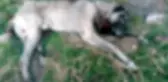 Sokak köpeklerini tüfekle öldürdüler