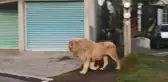 Kafesinden kaçan aslan, büyük korkuya yol açtı