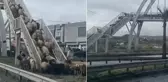 Üst geçit kullanmayanlara mesaj! Koyun sürüsü bir an bile tereddüt etmedi