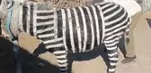 Zebra modifiyeli eşek! Nedeni en az olay kadar rezalet