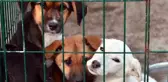 Osmaniye Valiliği: Hayvan bakımevinde 21 köpek ölü bulundu