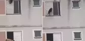 İnanılmaz bir hamleyle pencereden düşen köpeğin hayatını kurtardı