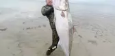 Zıpkınla 1.8 metre boyunda akya balığı avladı