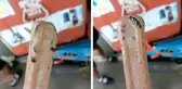 Tayland'da dondurmanın içinden yılan kalıntısı çıktı