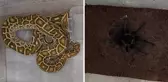 Sivas'ta 4 yılan ve tarantula ele geçirildi