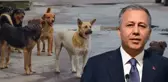Bakan Yerlikaya'dan sokak köpekleri açıklaması: Müfettişler 2 ayda bir belediyeleri denetleyecek