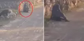 Koyuna eziyet kamerada! Ekipler hemen harekete geçti