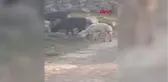 MHP'li Bulut, Tokat'ta kötü muamele gören hayvanlardan birini sahiplendi