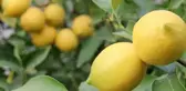 Limon ihracatındaki kısıtlama kaldırıldı