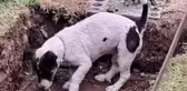 Sahibinin mezarını kazmaya çalışan sadık köpek, izleyenleri göz yaşlarına boğdu