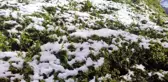 Rize'de kar yağışı çay tarımını vurdu
