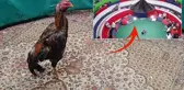 Horoz dövüşü alanında katliam: 12 kişi hayatını kaybetti