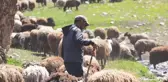 70 bin TL maaşla çoban bulamayan köylüler, sırayla hayvanları otlatıyor