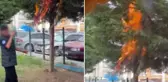Küçücük çocuklar parktaki ağacı ateşe verdi
