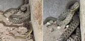 Kepçe operatörü hayatının şokunu yaşadı! İş makinesine yılanlar takıldı