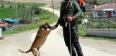 Köpeği 'Yoldaş' ile 3,5 yıldır şehir şehir gezerek fidan dikiyor