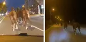 Bir dönem Türkiye'nin en zengin iş insanıydı! Çiftliğindeki yarış atları kaçtı