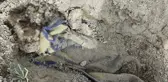 Çoban, boş arazide battaniyeye sarılarak gömülmüş ceset buldu