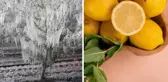 Zira don felaketi sonrası limon fiyatları uçuşa geçti