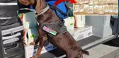 Tıra gizlenen 15 milyon lira dedektör köpekten kaçamadı