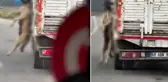 Köpeği boynundan iple asarak taşıdı