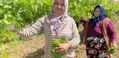 Kilosunu 70 TL'ye satıyorlar hiç masrafı yok