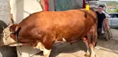 1 ton 200 kiloluk kurbanlık, araba fiyatına alıcısını bekliyor