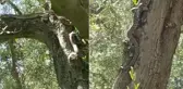 Tarlaya gittiler, gözlerine inanamadılar! Tam 2,5 metre