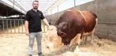1.5 tondan fazla! İşte gözü gibi baktığı danasına istediği fiyat