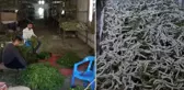 Kilosu 1000 liradan satılan ürün 150 ailenin en önemli geçim kaynağı