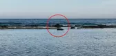 Antalya'da denizin ortasındaki inek leşi görenleri şoke etti