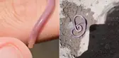 8 bin liraya aldığı solucan çocuk parkında ezilince çileden çıktı