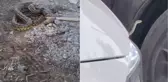 İlçeyi yılanlar bastı! Belediye araç motorlarından, binalardan topluyor