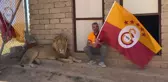 Galatasaraylı taraftar, şampiyonluğu aslanlarıyla kutladı! Aslanlara verdiği isim dikkat çekti
