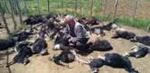 Ağıla giren kurtlar, 49 küçükbaşı öldürdü